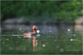 <p>POTÁPKA MALÁ (Tachybaptus ruficollis) /Little grebe – Zwergtaucher/</p>